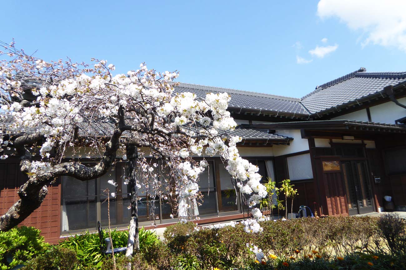 枝垂れ桜の花画像